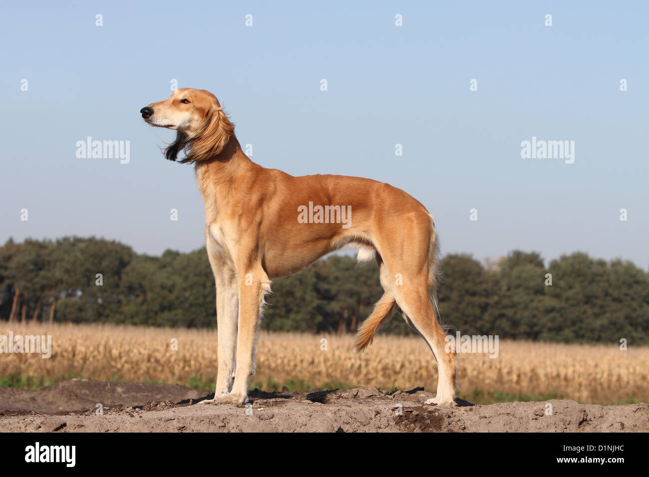 Dog Saluki / Persian Greyhound adult standard profile Stock Photo Alamy