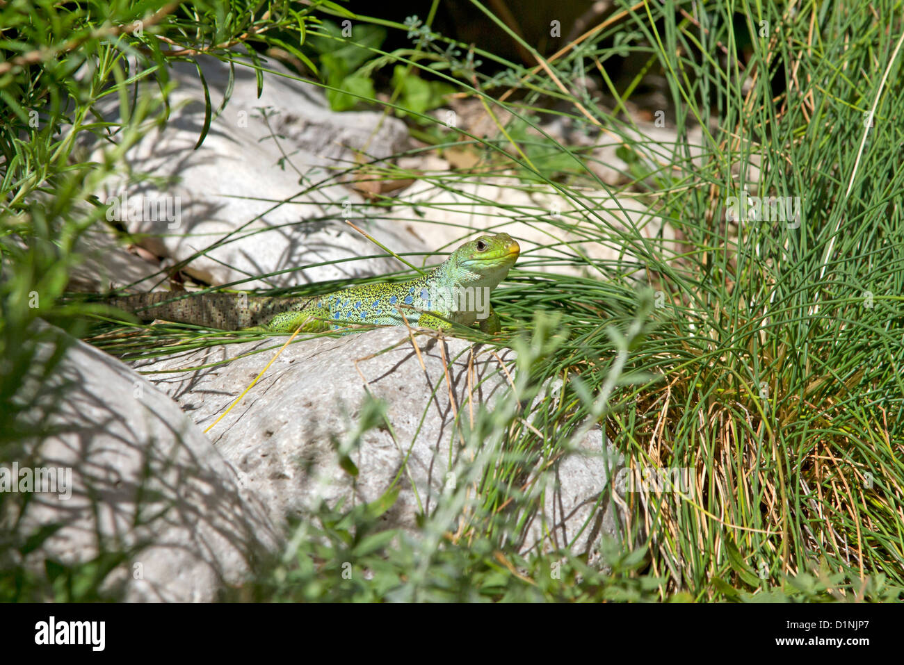 Ocellated Lizard / Timon lepidus Stock Photo