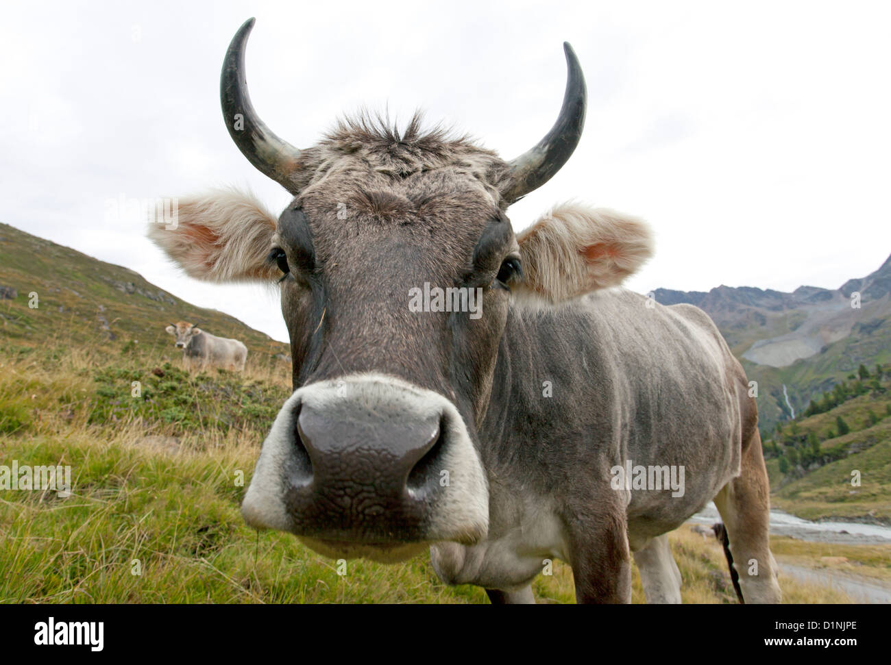 Kuh / Cow Stock Photo