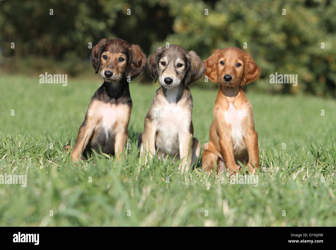 Dog Saluki Persian Greyhound Three Puppies Sitting Different Colors Dog Saluki Persian Greyhound Three Puppies Sitting Different Colors