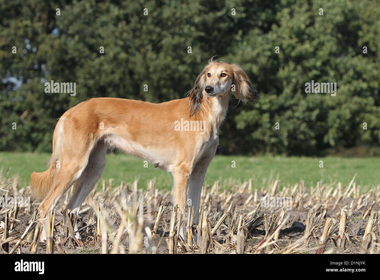 Dog Saluki / Persian Greyhound adult standard profile Stock Photo Alamy