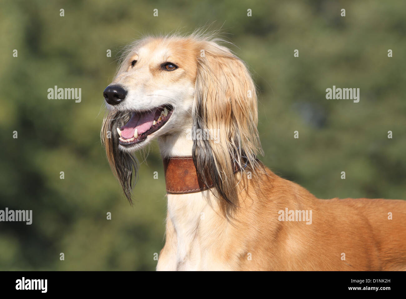 Persian saluki 2025