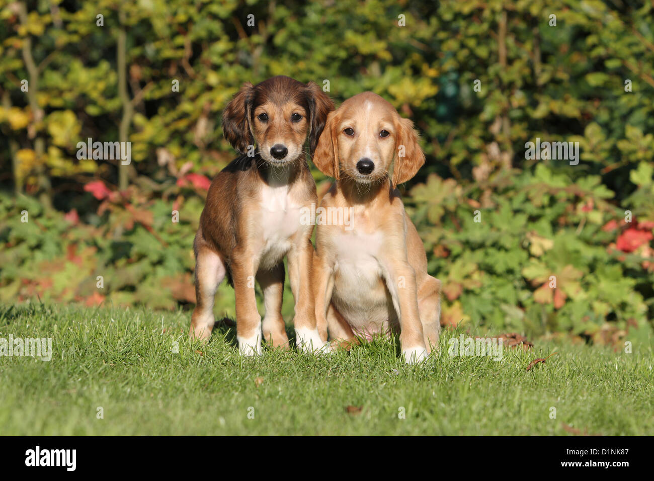 Saluki beagle mix 2025