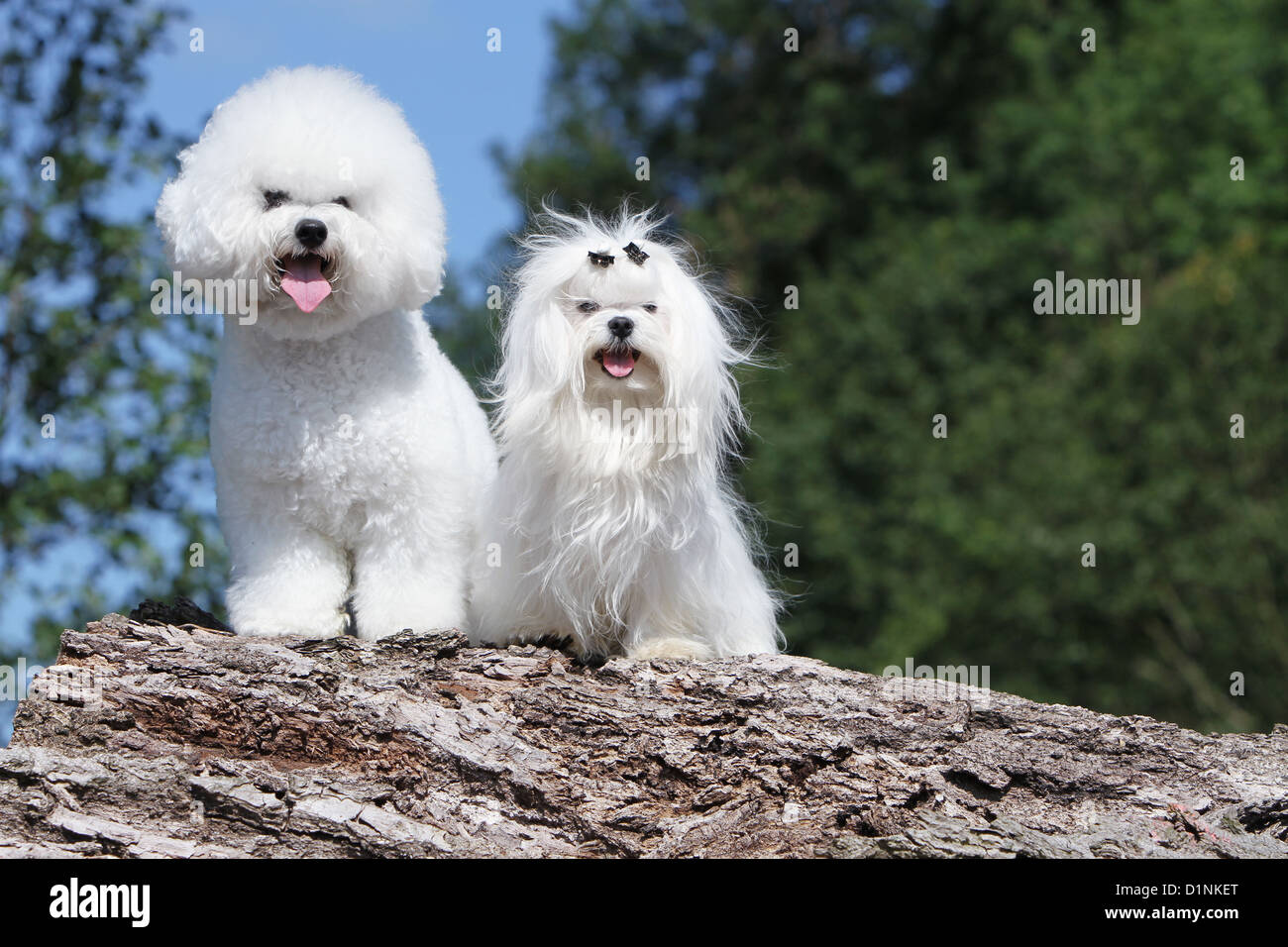 2 bichons hi-res stock photography and images - Alamy