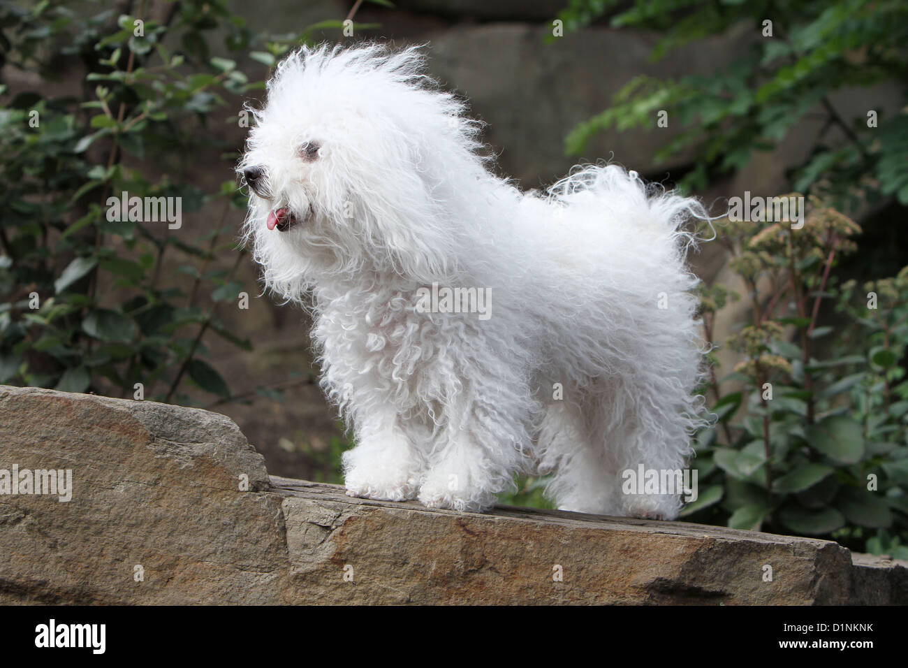 Dog Bolognese / Bichon Bolonais adult standing on a rock Stock Photo