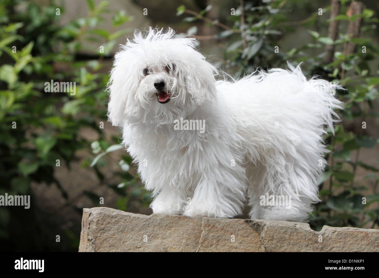 Dog Bolognese / Bichon Bolonais young standing on a rock Stock Photo