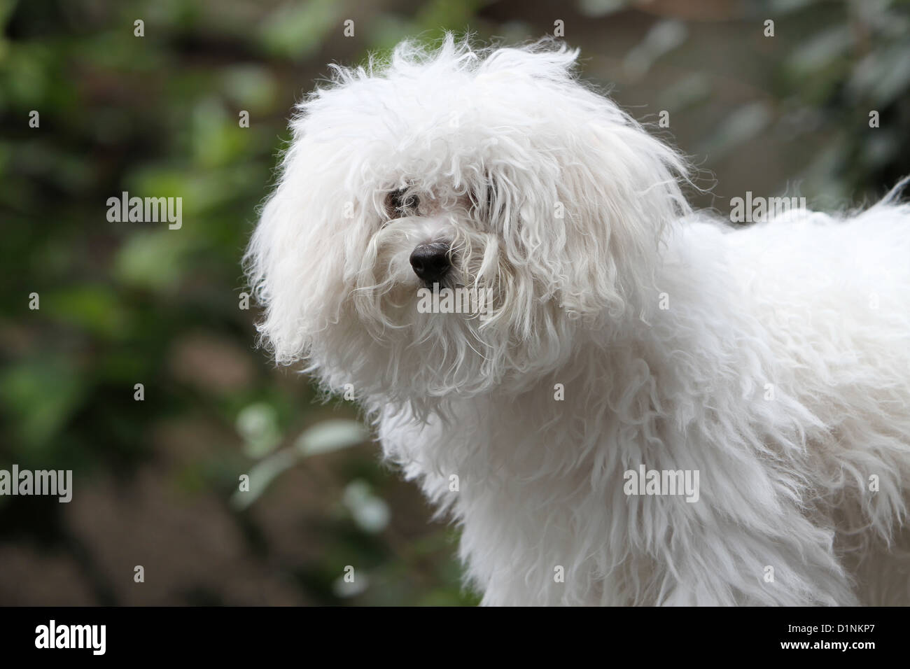 Dog Bolognese / Bichon Bolonais young portrait profile Stock Photo Alamy