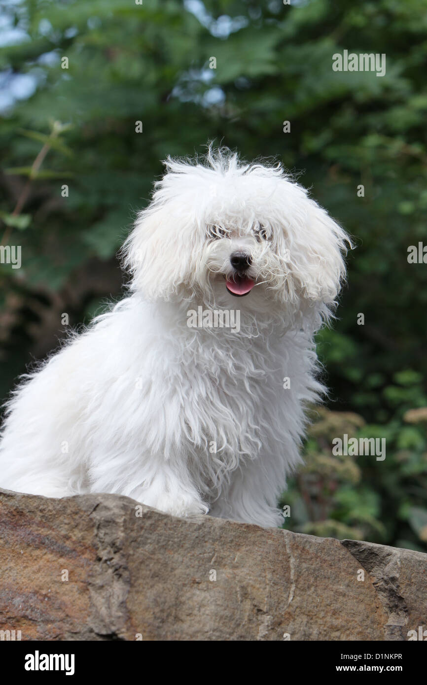 Dog Bolognese / Bichon Bolonais young sitting on a rock Stock Photo Alamy