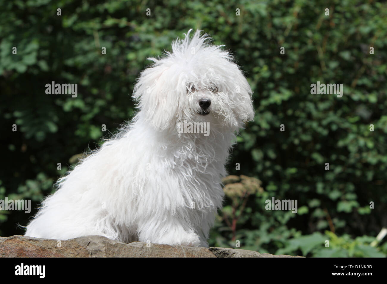 Dog Bolognese / Bichon Bolonais young sitting on a rock Stock Photo Alamy