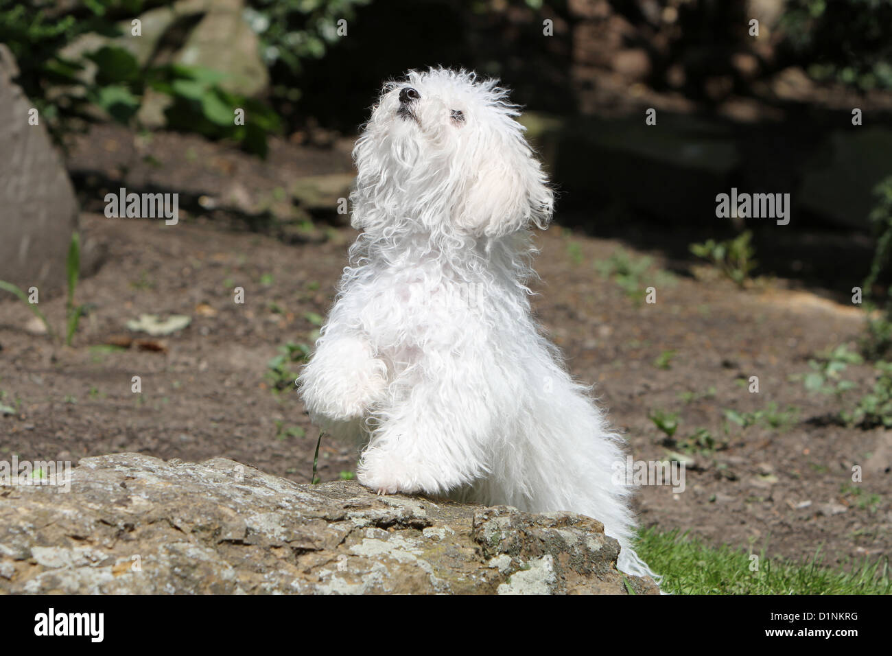 Dog Bolognese / Bichon Bolonais puppy standing on a rock look up paw