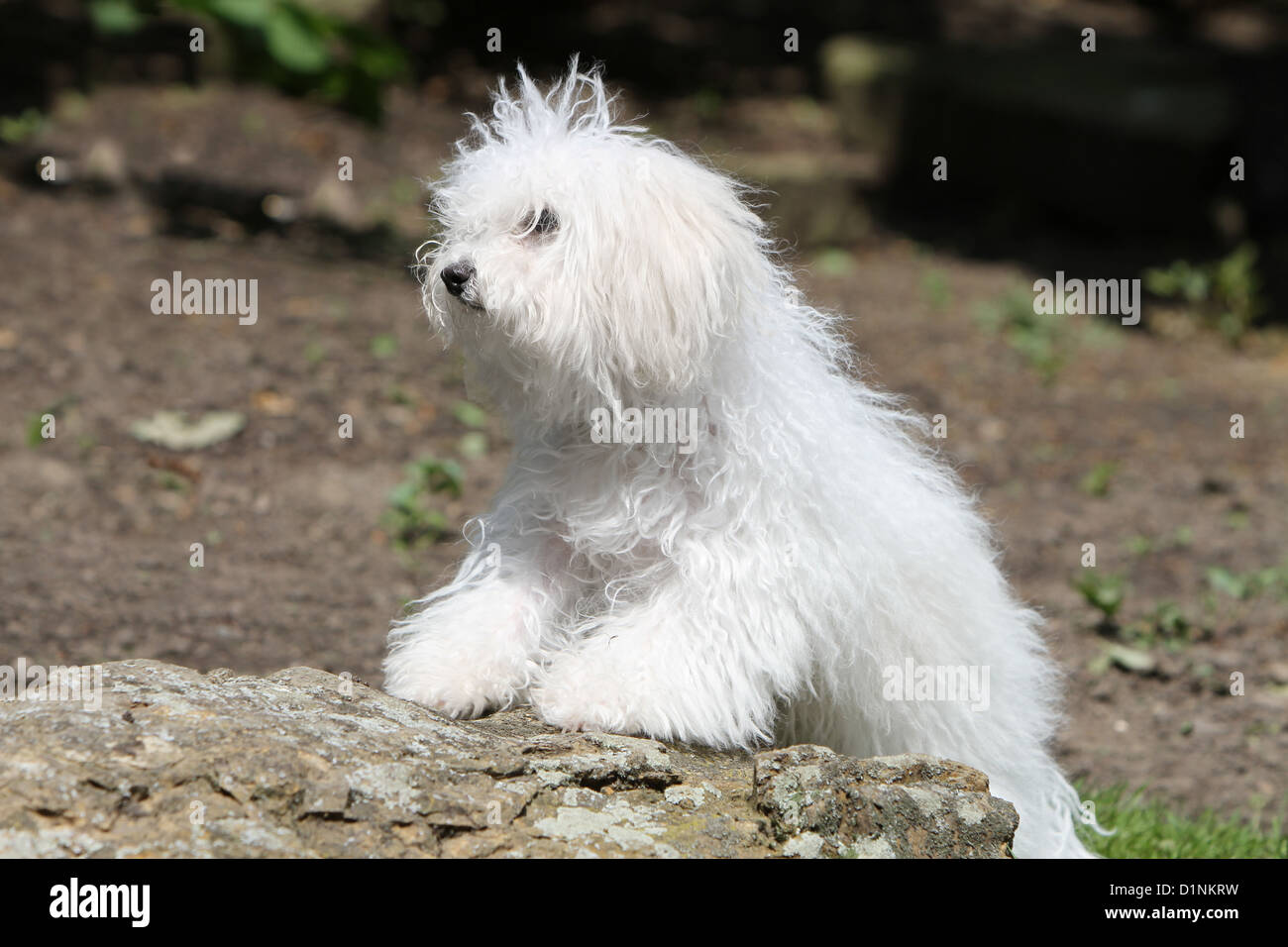 Dog Bolognese / Bichon Bolonais puppy standing on a rock Stock Photo