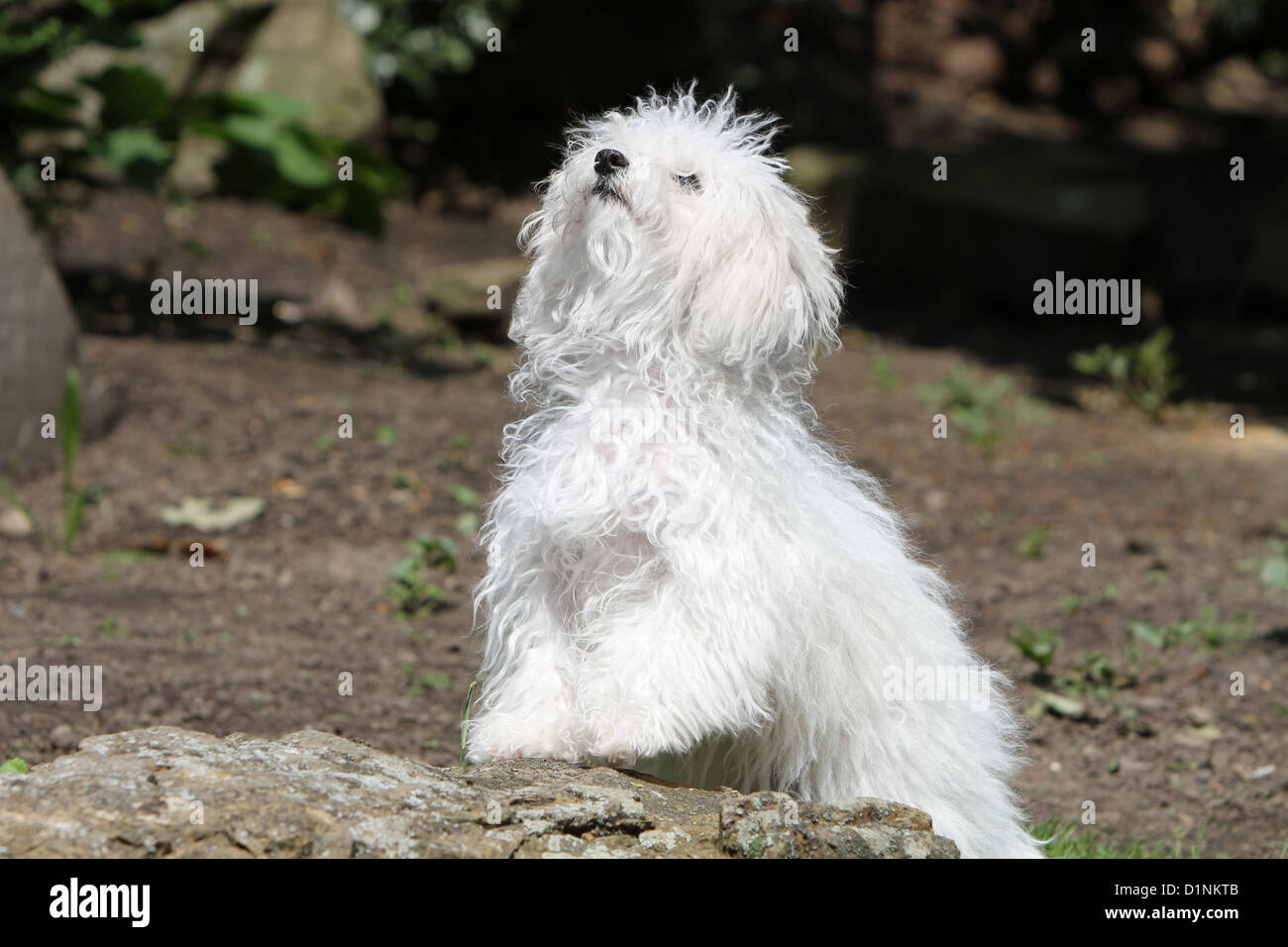 Dog Bolognese / Bichon Bolonais puppy standing on a rock look up Stock