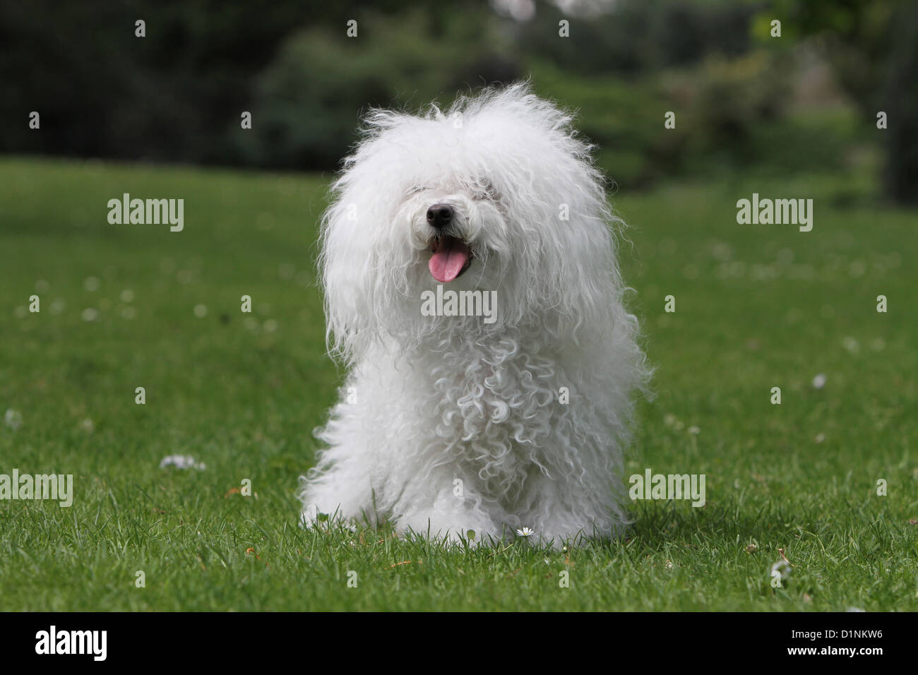 Dog Bolognese / Bichon Bolonais adult sitting on the grass Stock Photo