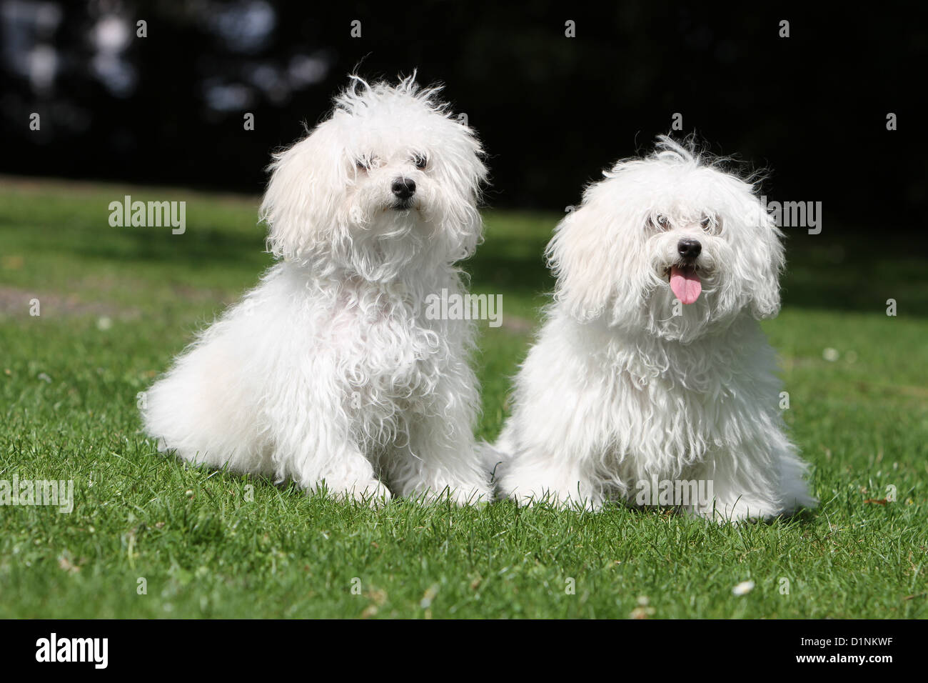 Dog Bolognese / Bichon Bolonais a puppy and a young sitting on the