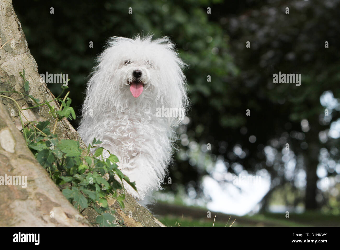 Dog Bolognese / Bichon Bolonais adult standing on a tree Stock Photo