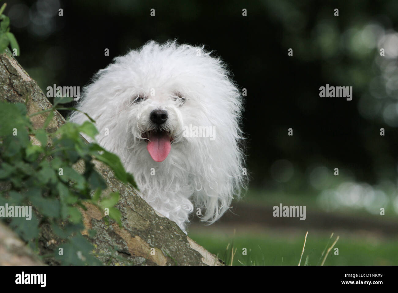 Dog Bolognese / Bichon Bolonais adult standing behind a tree Stock