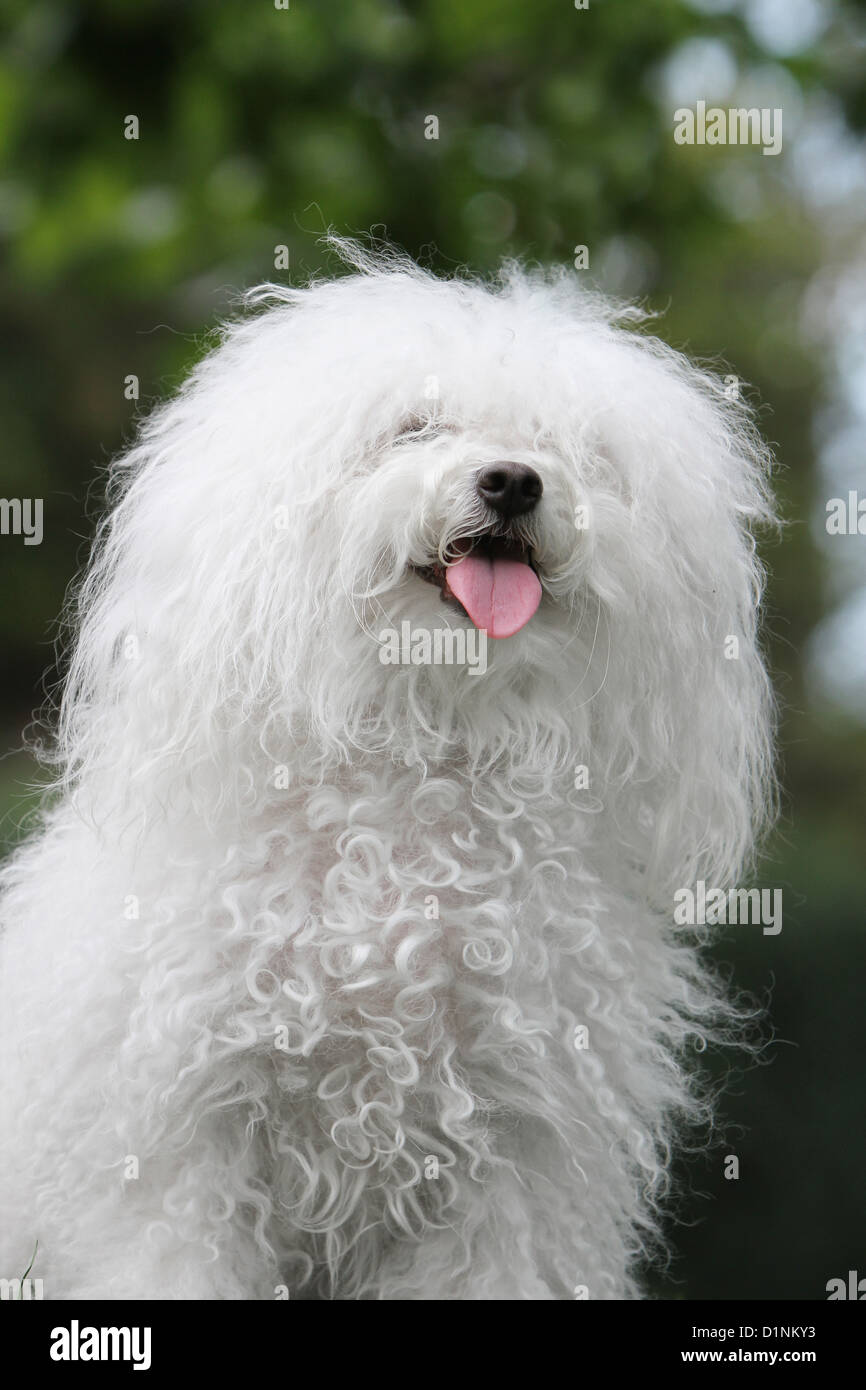 Dog Bolognese / Bichon Bolonais adult portrait Stock Photo Alamy