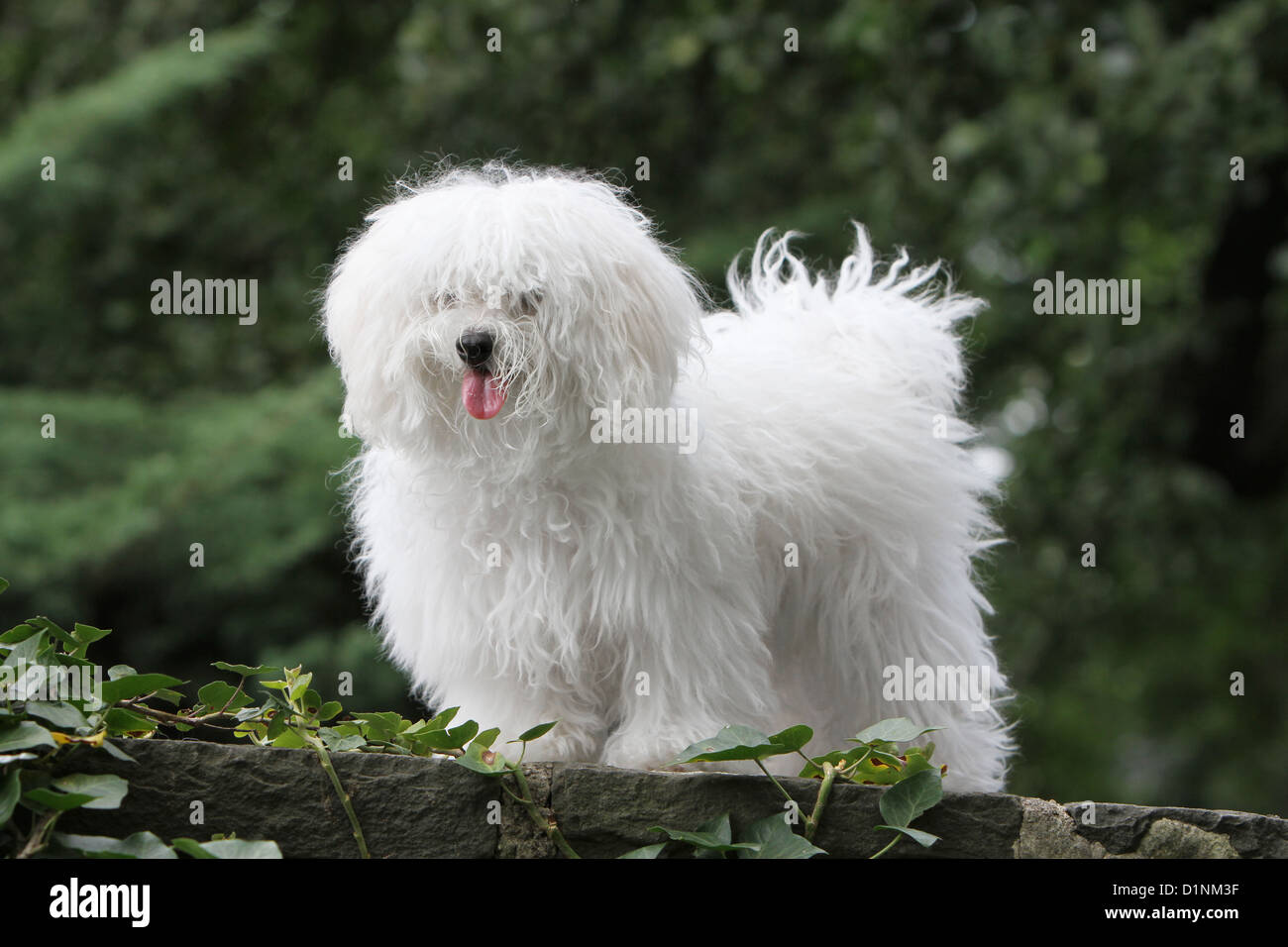 Dog Bolognese / Bichon Bolonais young standing Stock Photo Alamy