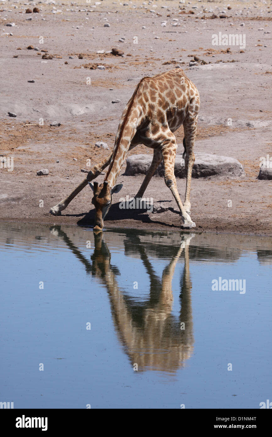 Giraffe drinking at a waterhole, with reflection, in Etosha National Park, Namibia Stock Photo