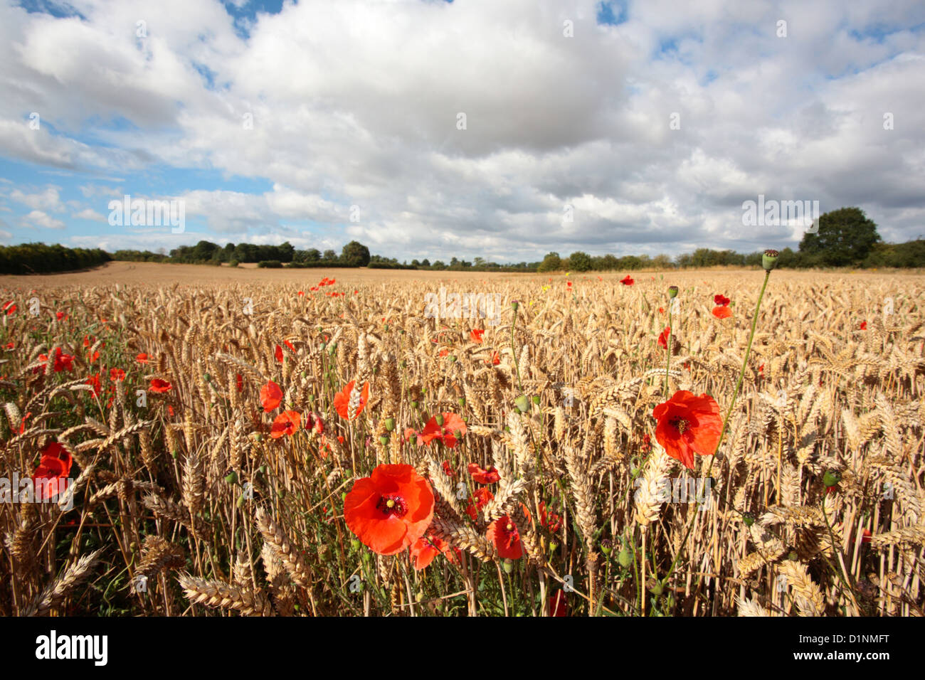Fields off Station Road, Newport, Shropshire, at the centre of a planning battle. Stock Photo