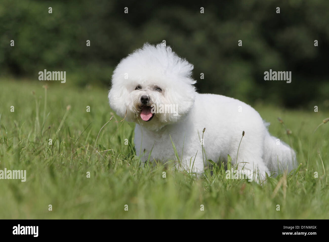 Dog Bichon Frise adult standing on grass Stock Photo