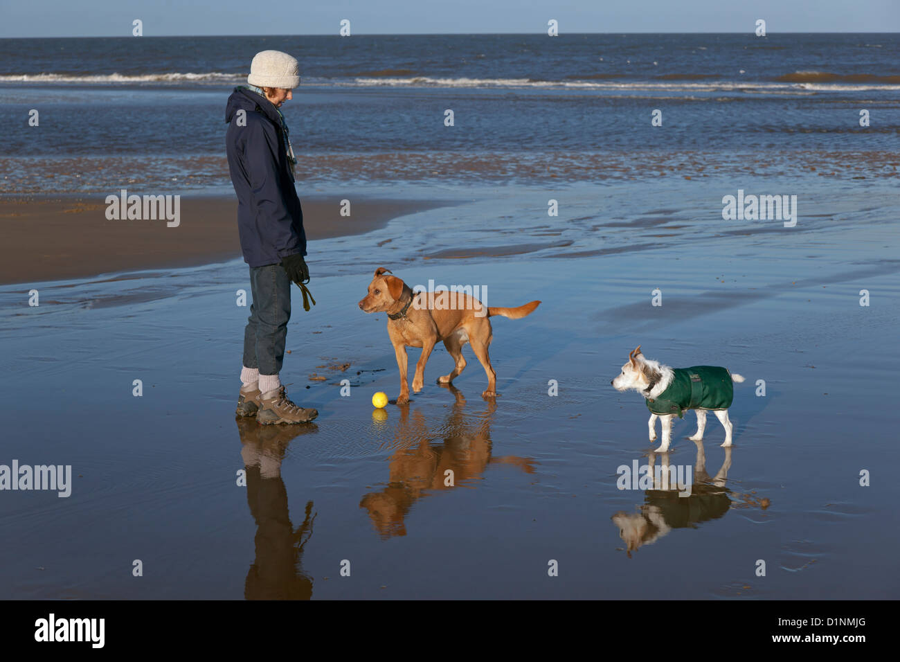 Yellow Labrador Puppy and Jack Russell Terrier running on Cromer beach on the North Norfolk coast Stock Photo