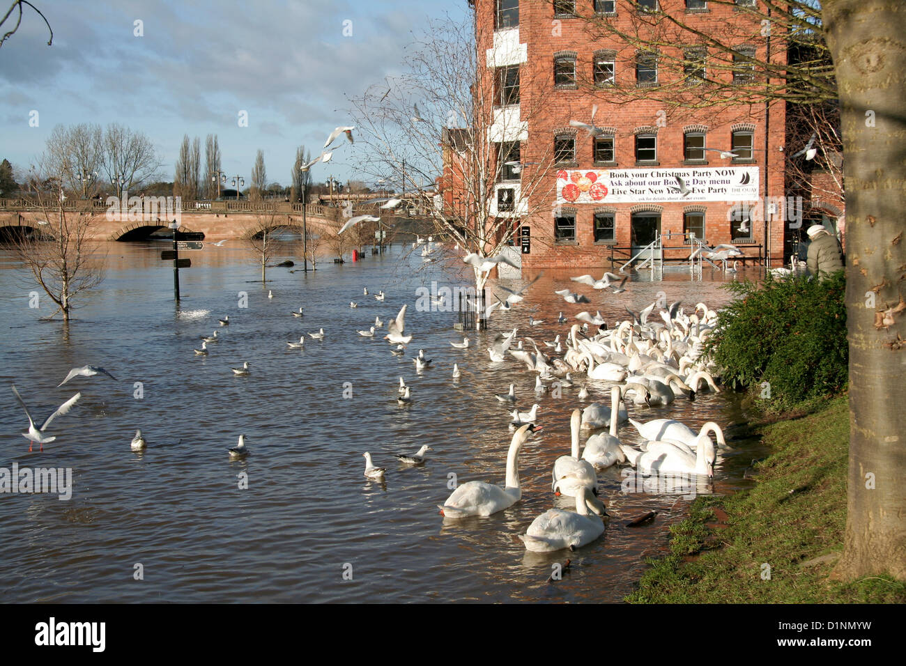 Worcester, UK. 1st Jan, 2013. swans in flooded street South Quay