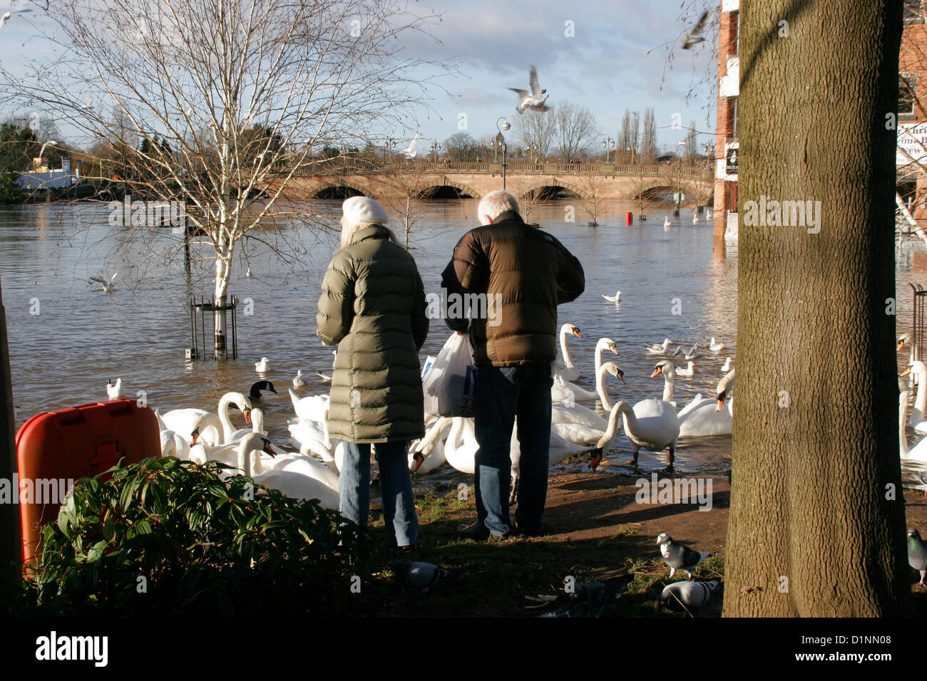 Worcester, UK. 1st Jan, 2013. Feeding swans in flooded street South