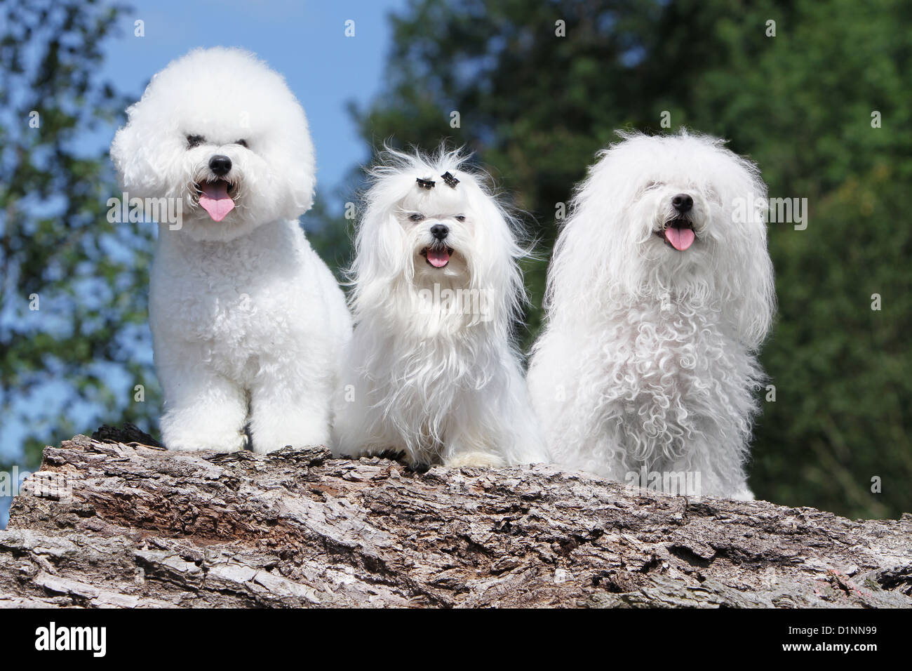 3 bichon hi-res stock photography and images - Alamy