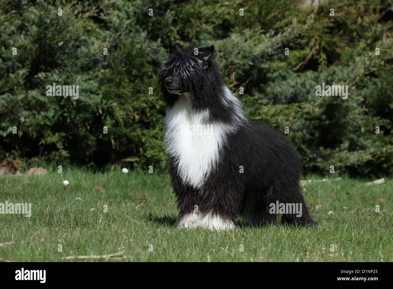 Dog Chinese Crested Dog Longhair Adult Standing Stock Photo