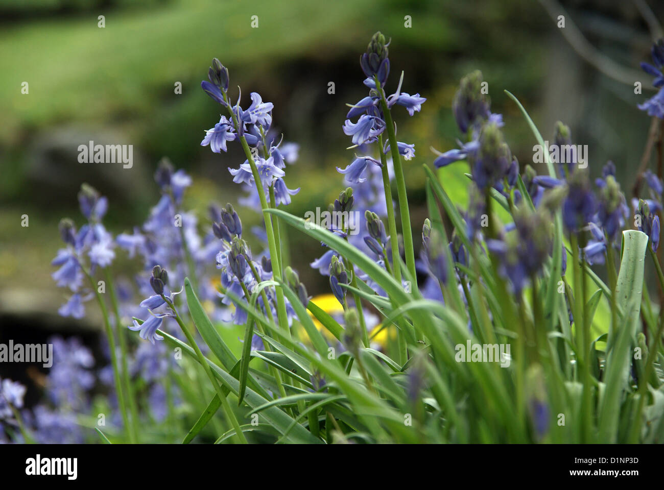 Native British Blue bells in spring time Stock Photo