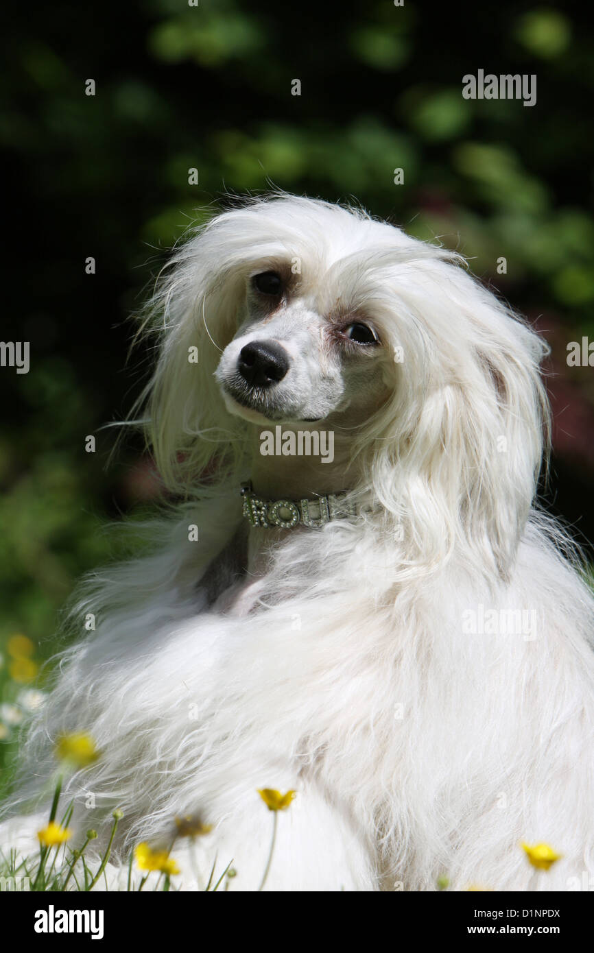 Why Do Dogs Puff Their Cheeks