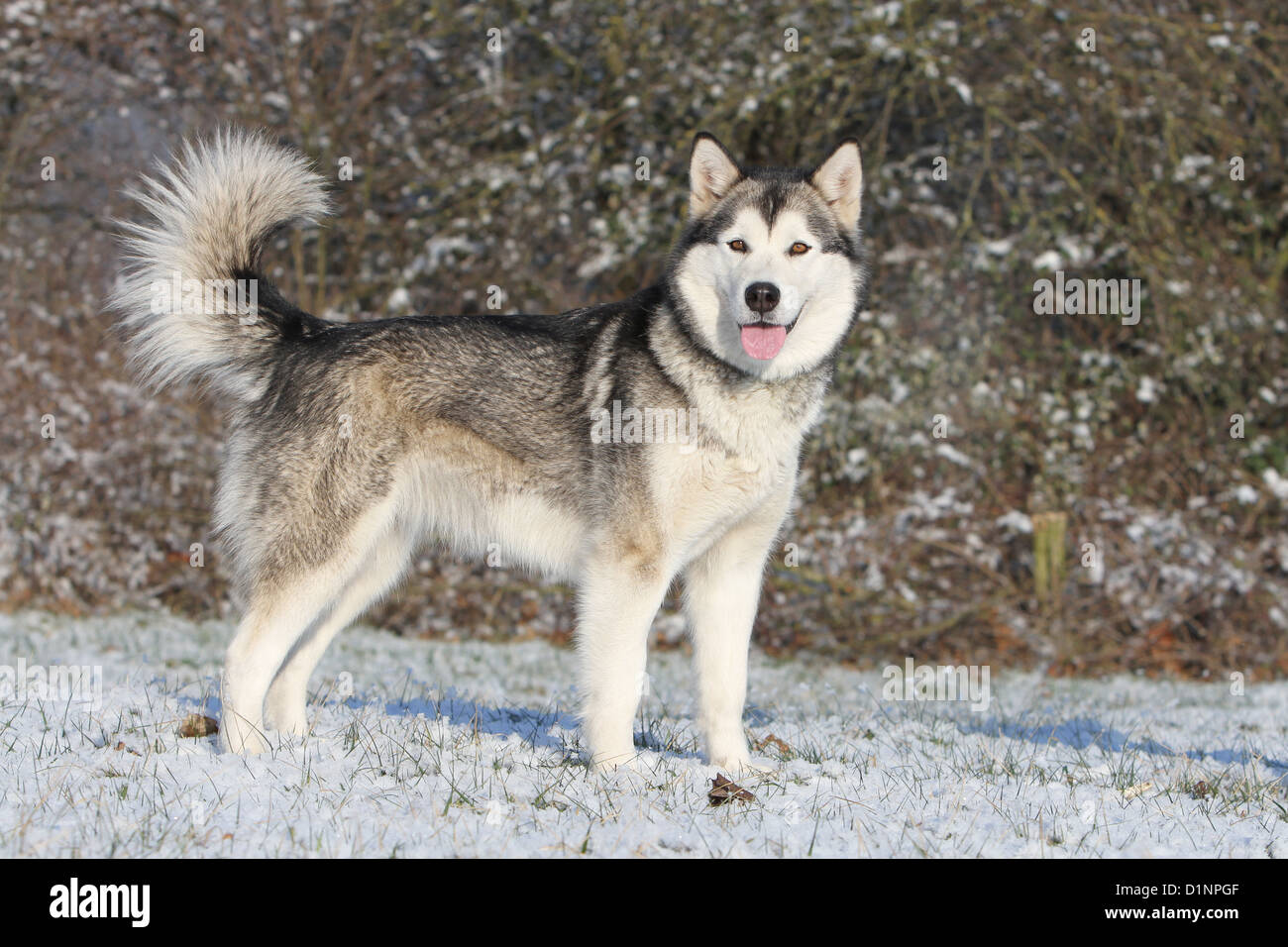 Dog Alaskan Malamute adult standard profile Stock Photo - Alamy