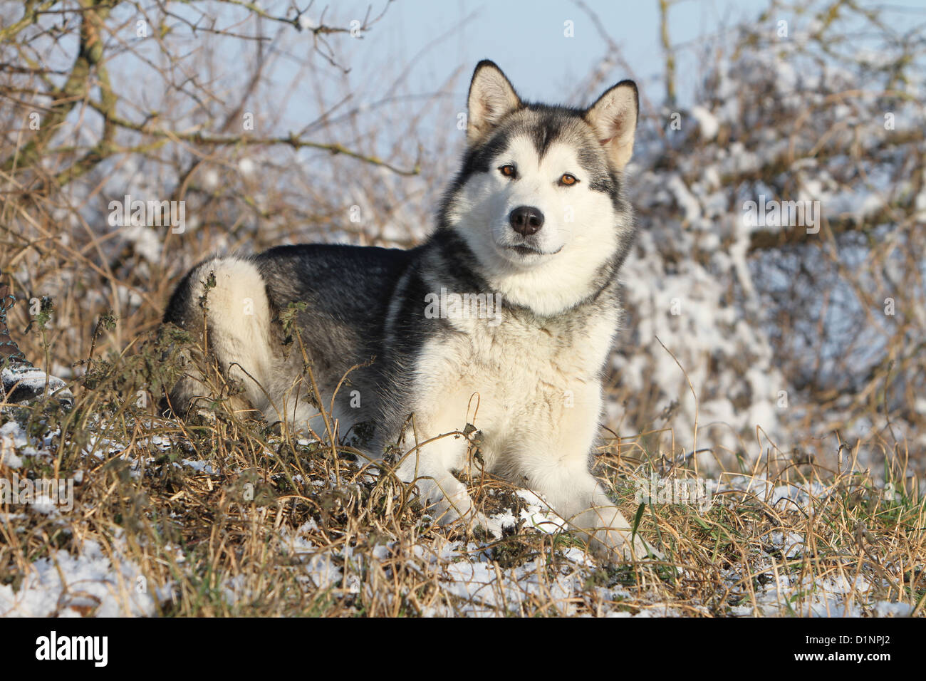 Dog Alaskan Malamute adult lying in snow Stock Photo Alamy