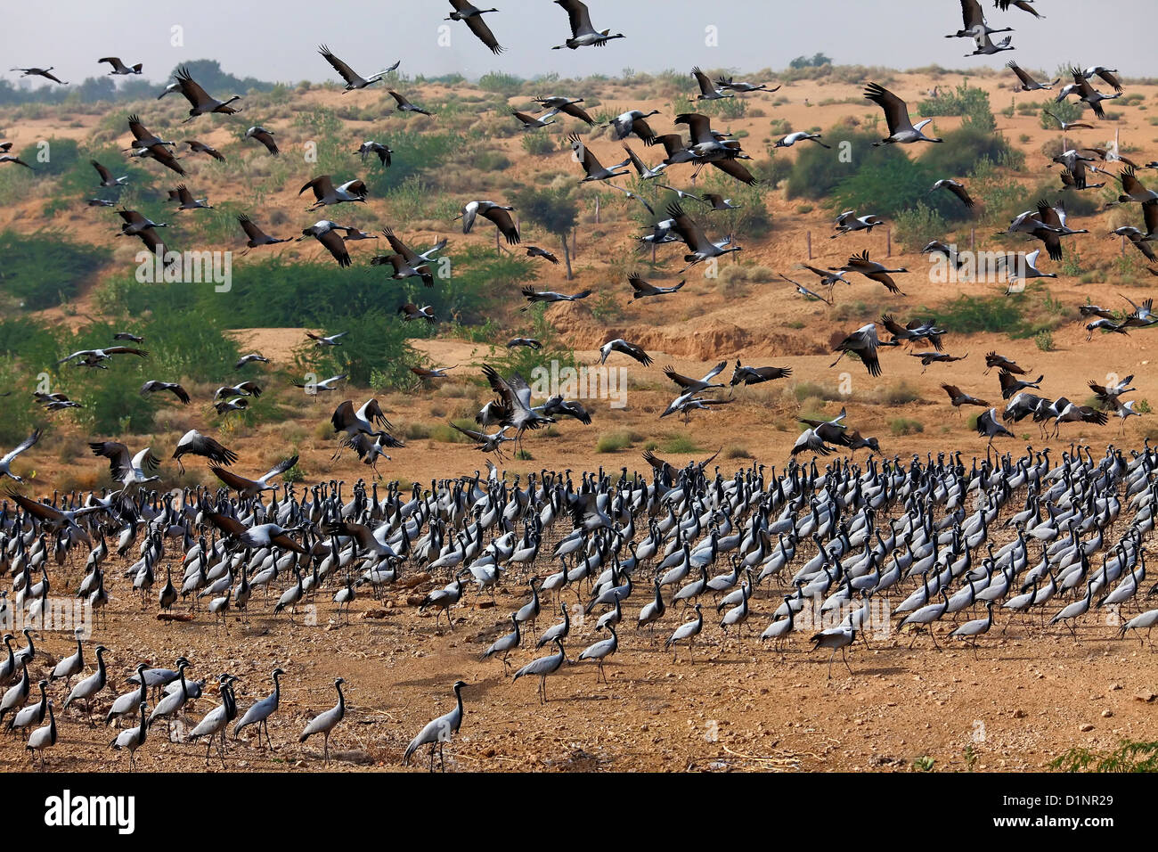 Large group of birds Stock Photo Alamy