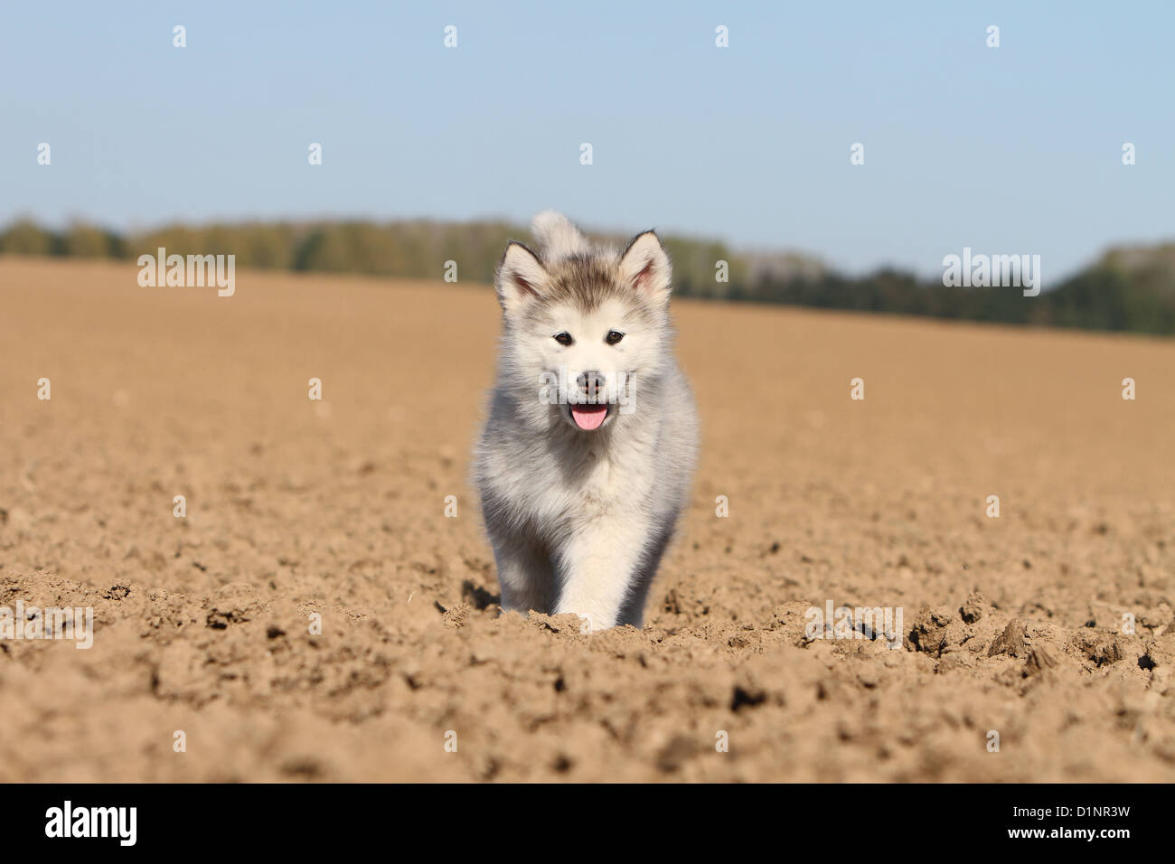 Dog Alaskan Malamute puppy walking in a field Stock Photo