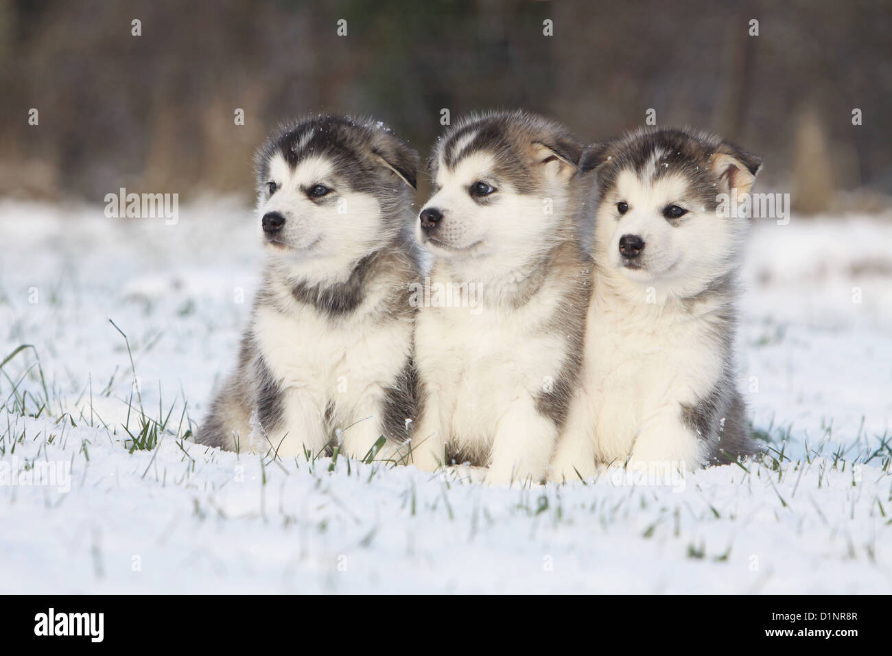 Alaskan Malamute Puppies How Much