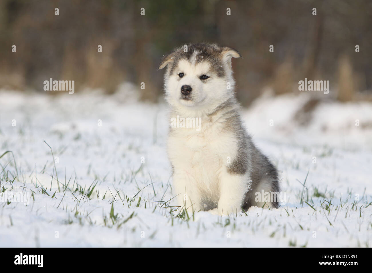 Alaska Sled Dog Puppies High Resolution Stock Photography And Images Alamy