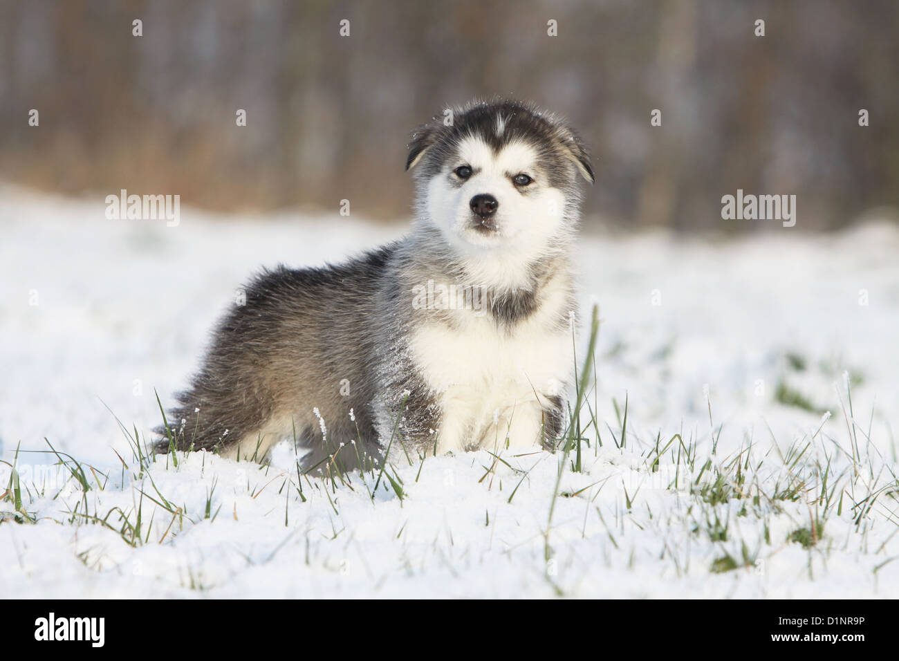 Dog Alaskan Malamute puppy standing in snow Stock Photo Alamy