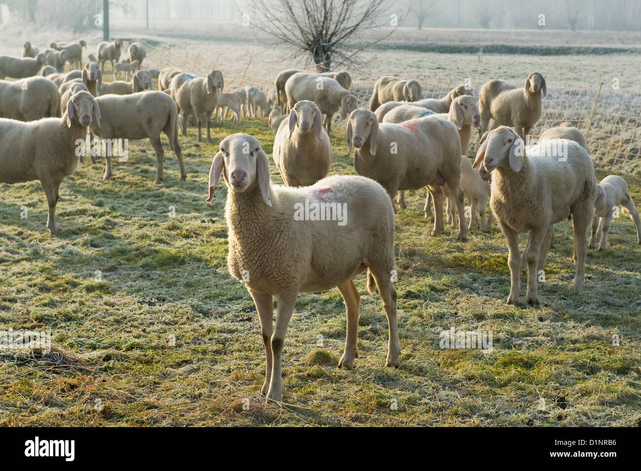 Italy, Lombardy, Castelletto di Cuggiono, sheep flock Stock Photo