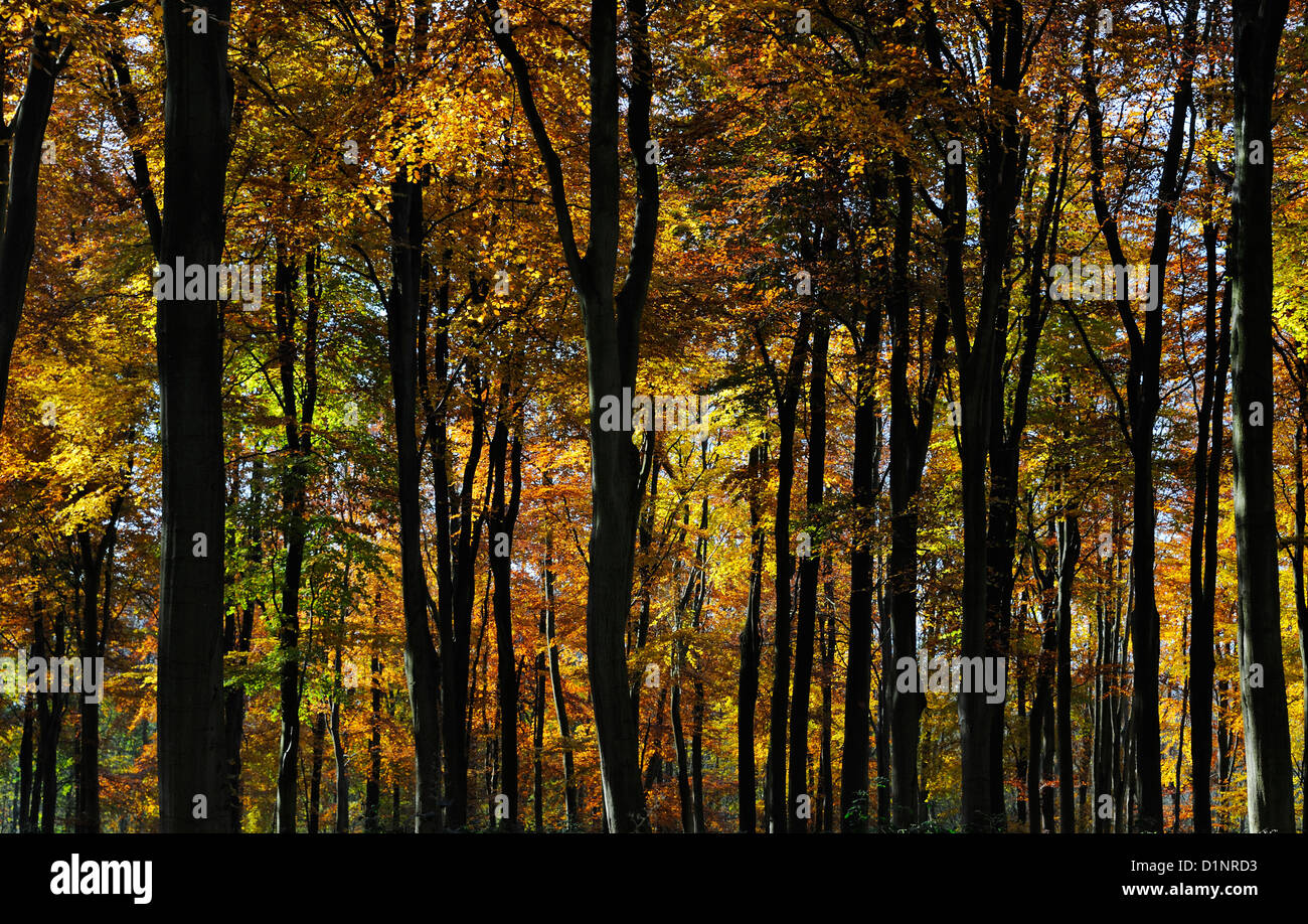 Woodland autumn leaves hi-res stock photography and images - Alamy