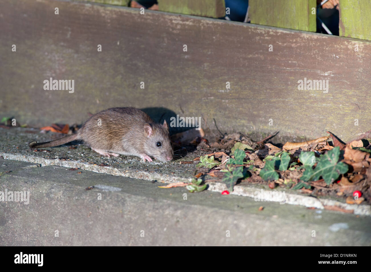 BROWN RAT, Rattus norvegicus FEEDING. WINTER. UK Stock Photo Alamy
