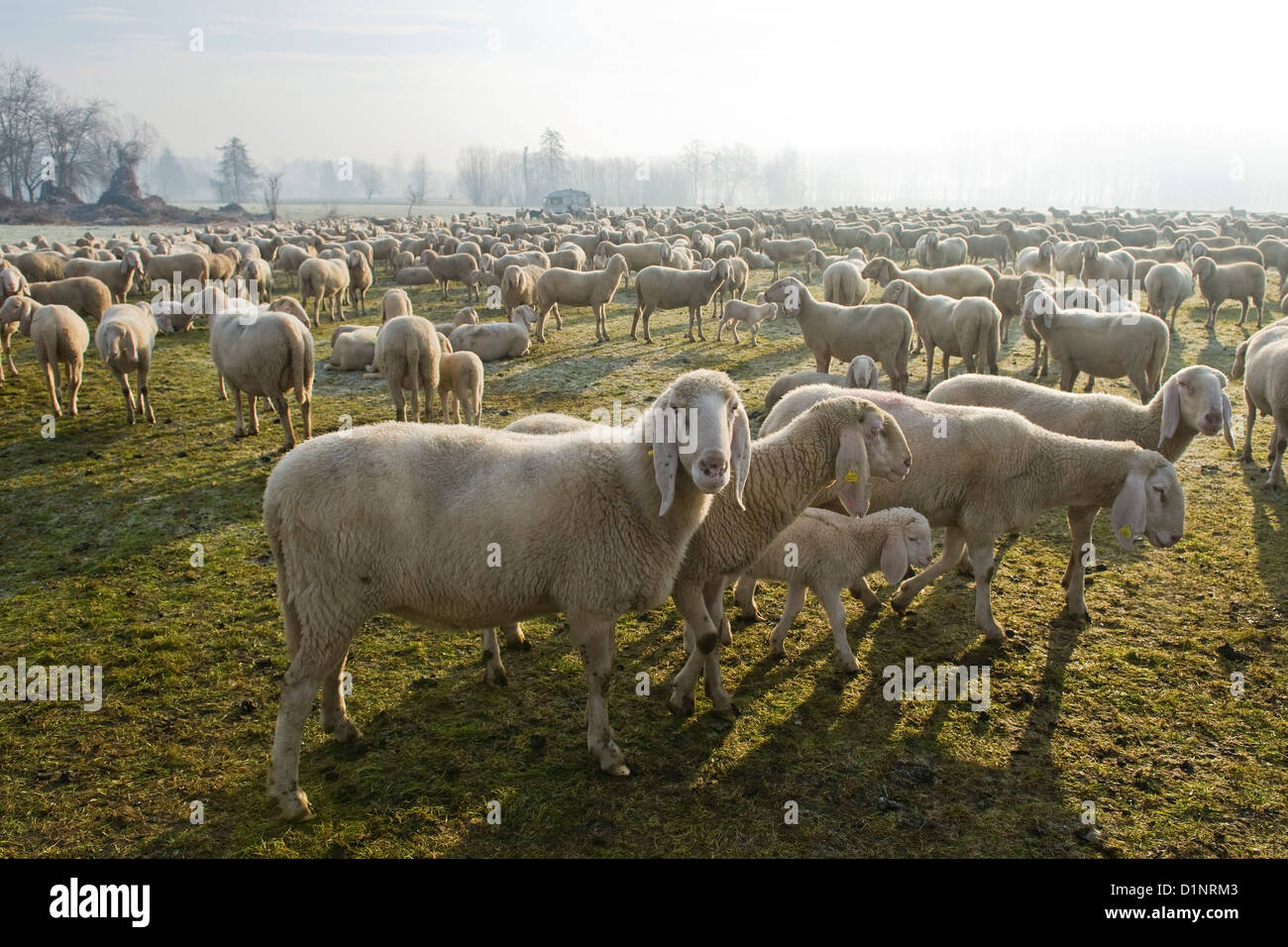 Italy, Lombardy, Castelletto di Cuggiono, sheep flock Stock Photo
