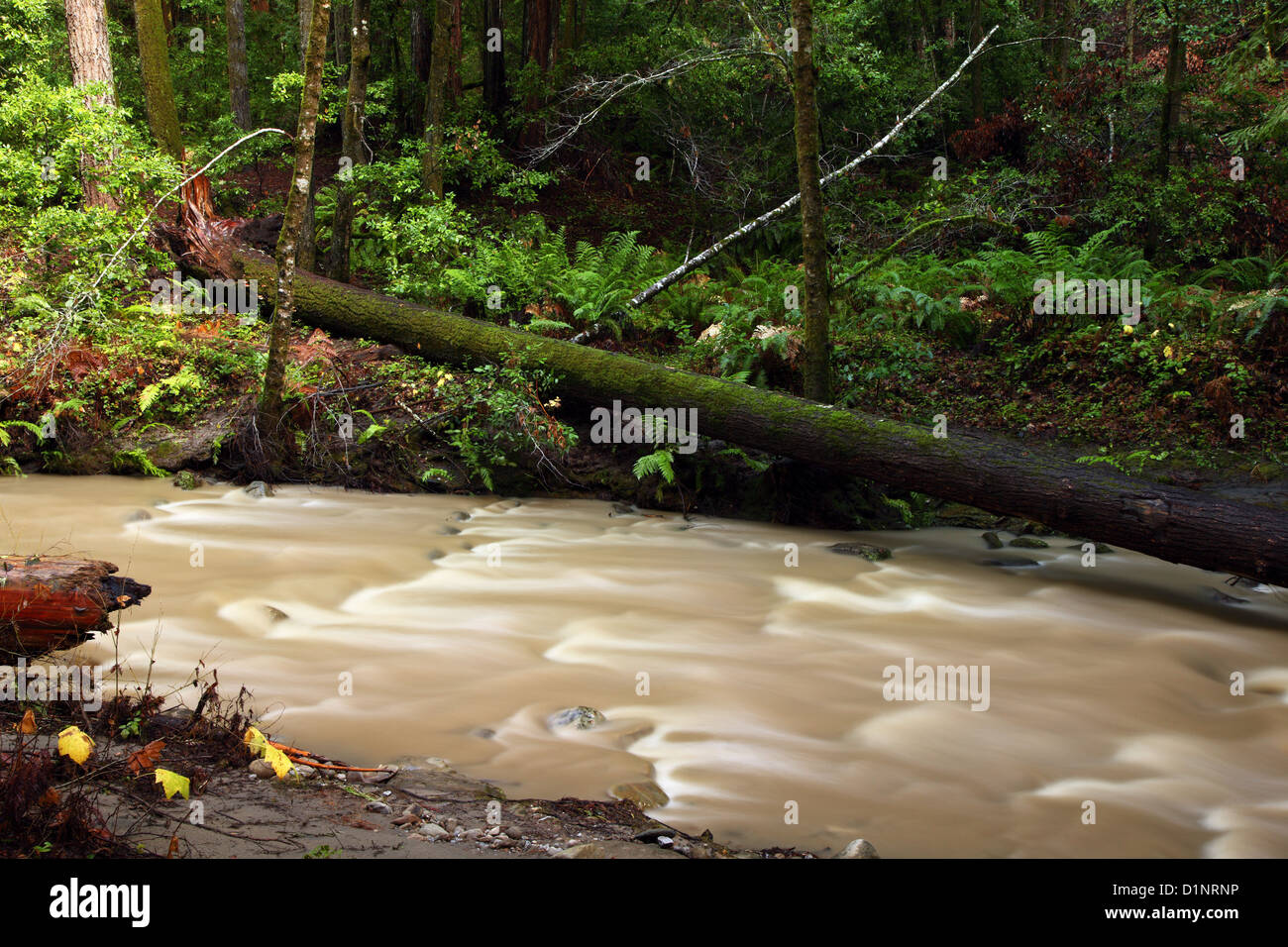 Muddy forest stream in Nisene Marks Stock Photo