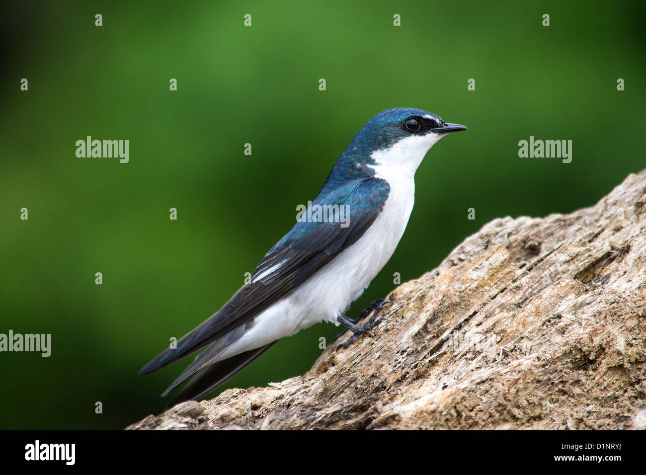 The Tree Swallow (Tachycineta bicolor), Stock Photo