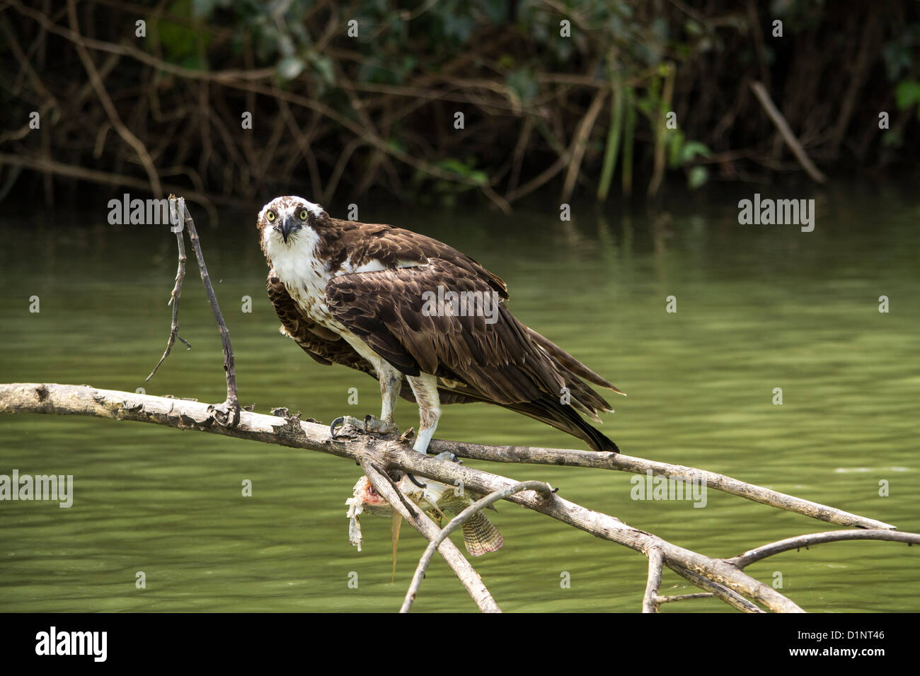 Osprey (Pandion haliaetus),  sea hawk, fish eagle or fish hawk raptor Stock Photo