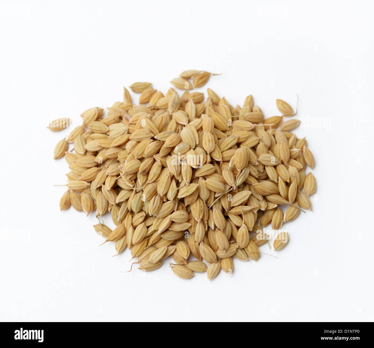 Rice seeds.  Japanese Koshihkan variety, Oryza sativa Stock Photo