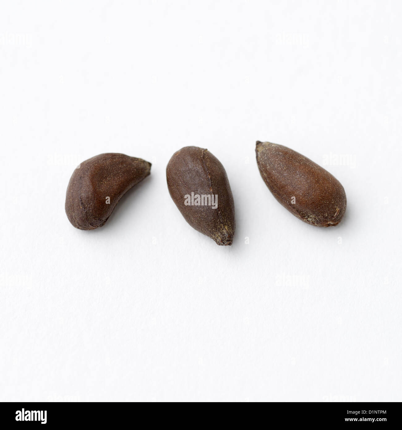 Cotton (Gossypium) seeds Stock Photo Alamy