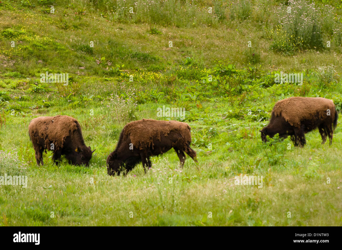fælde Minearbejder fure Bison in the Golden Gate Park Buffalo Paddock, San Francisco, California  Stock Photo - Alamy