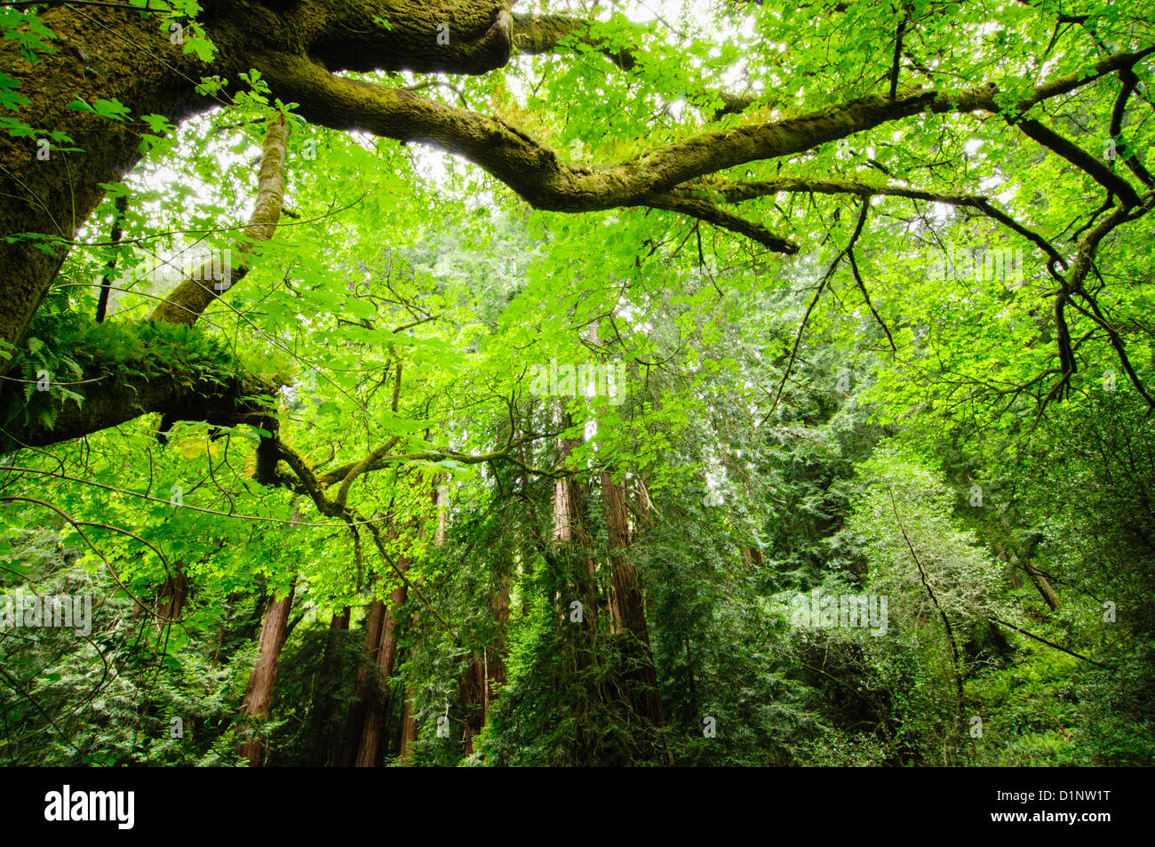 Redwoods in Muir Woods National Monument, California, USA Stock Photo